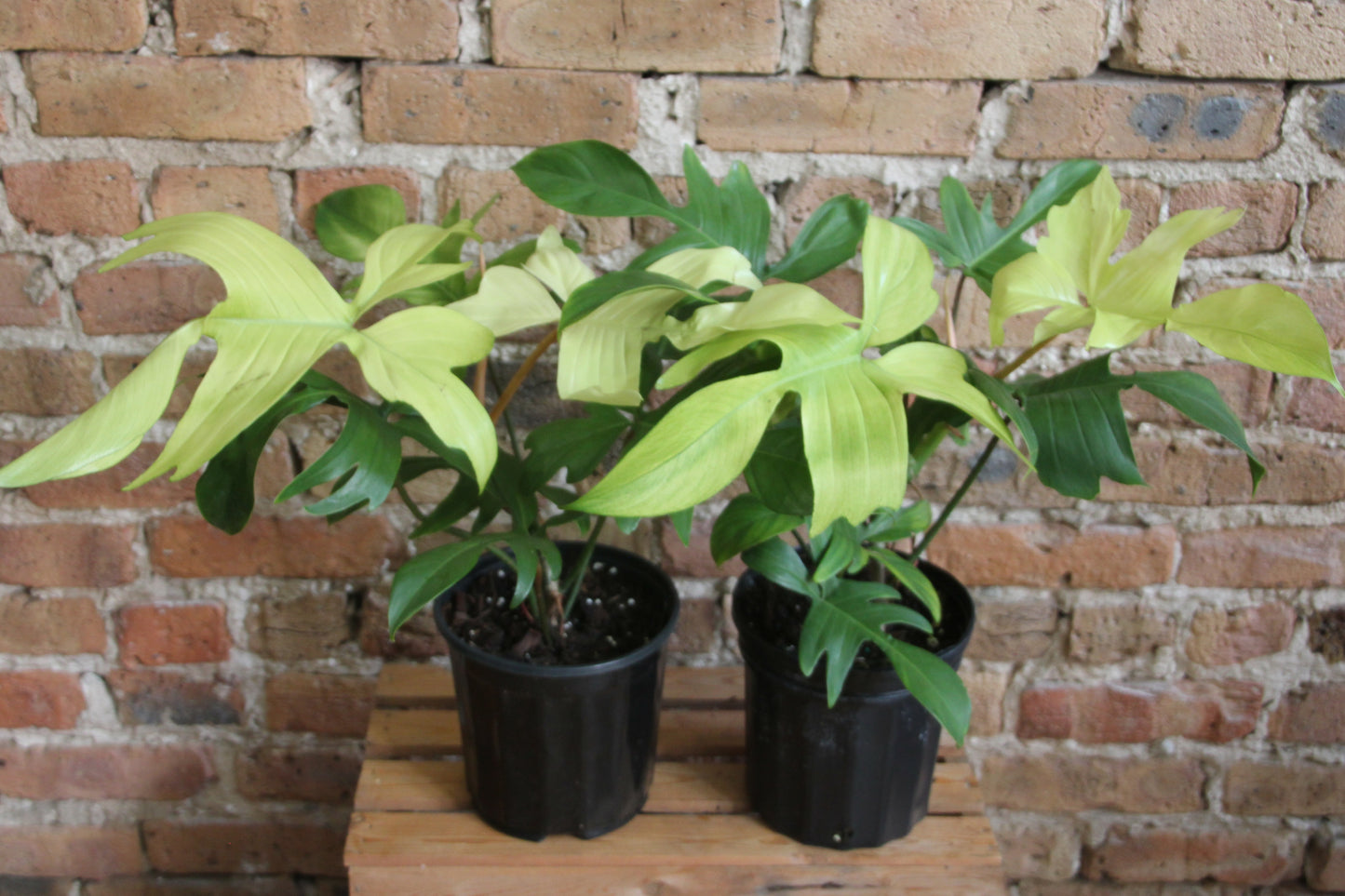 Philodendron Florida Ghost