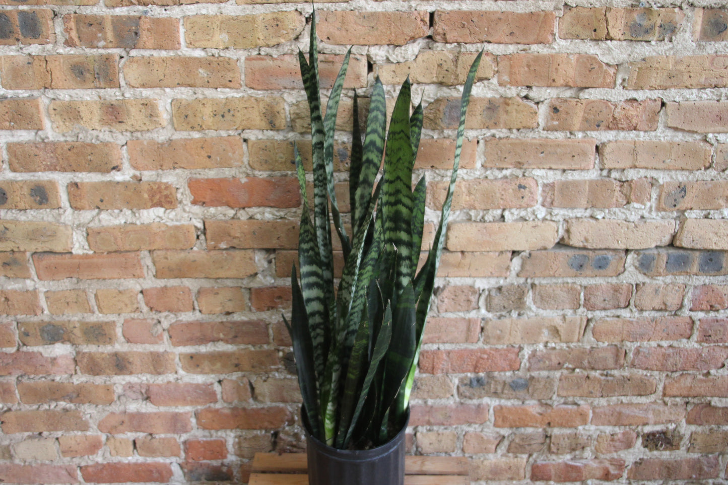 Sansevieria Zeylanica 'Wintergreen'