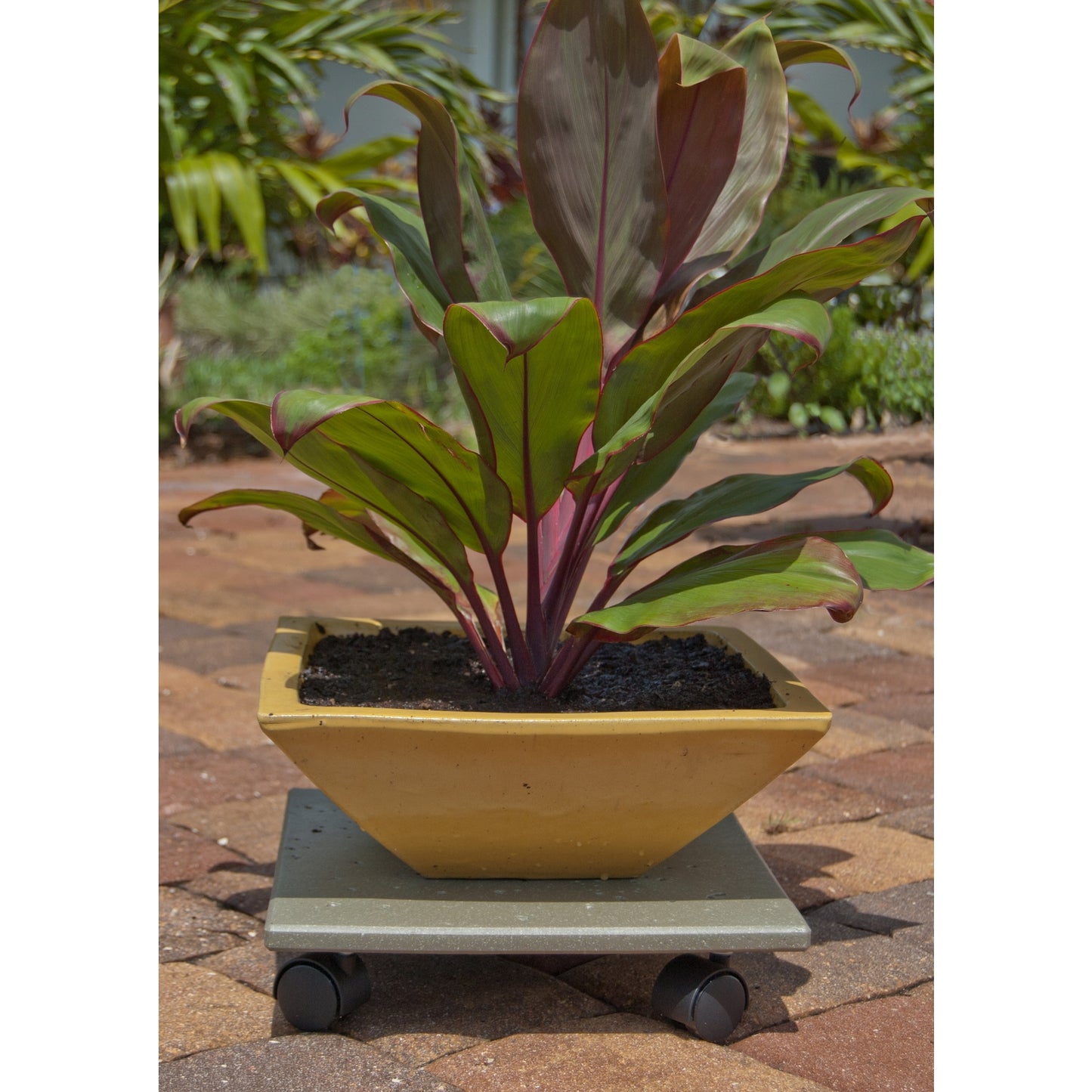 Plant Caddy