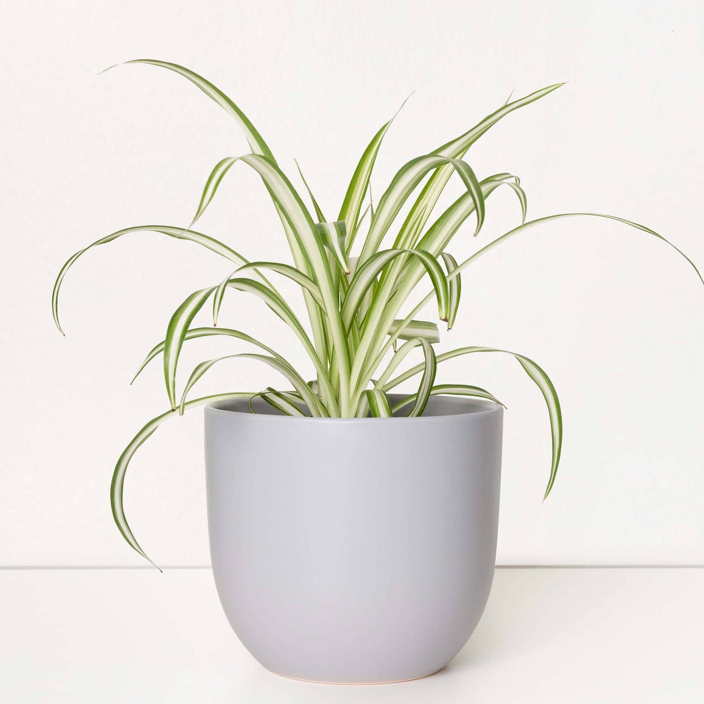 Contour Ceramic Planter (5"-7")