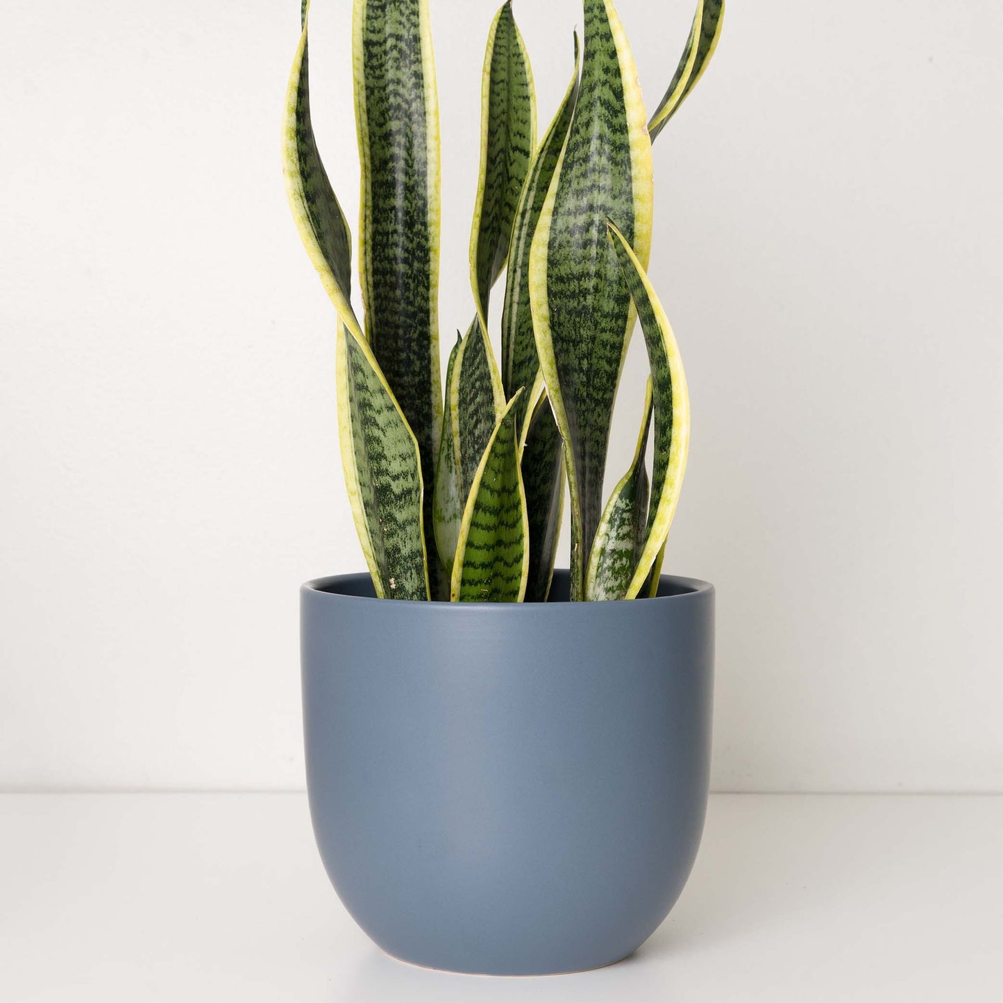 Contour Ceramic Planter (5"-7")