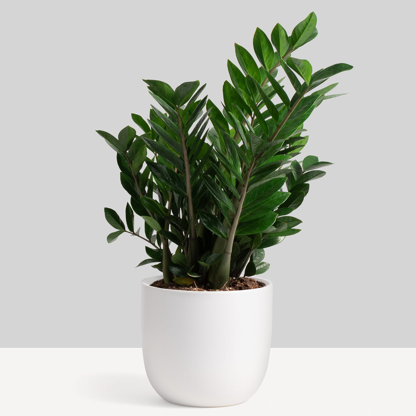 Contour Ceramic Planter (5"-7")