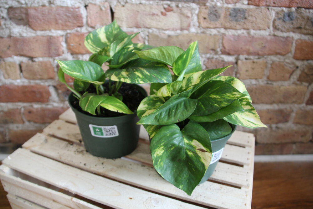 Pothos Golden