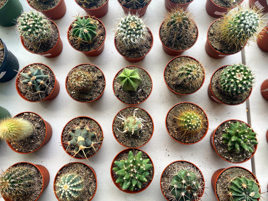 Succulent & Cactus