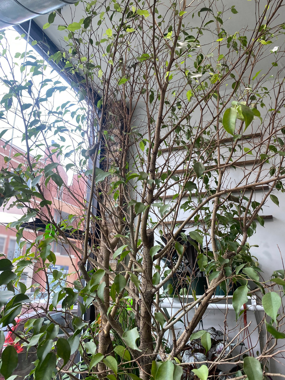 Identifying Plant Problems