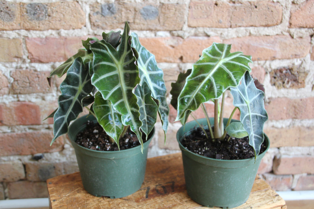 Alocasia
