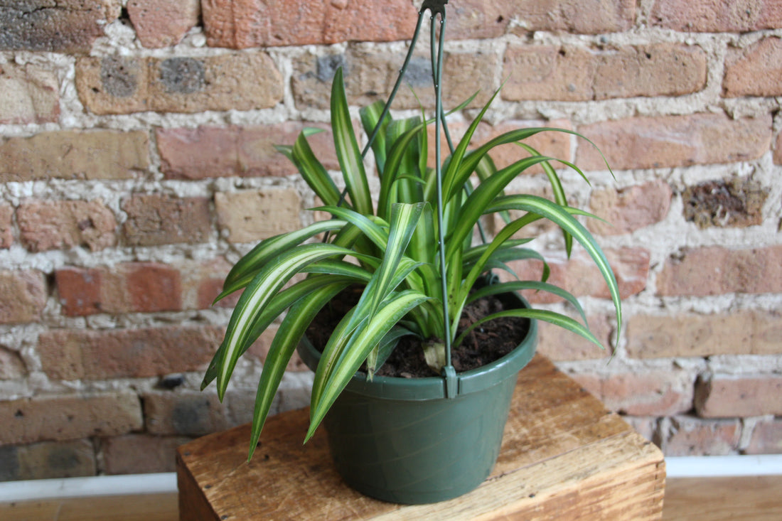Spider Plant – Chicago Plants