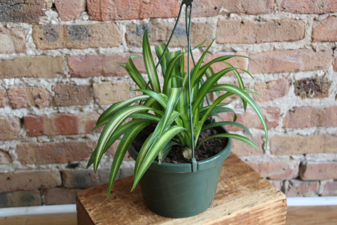 Hawaiian Spider Plant