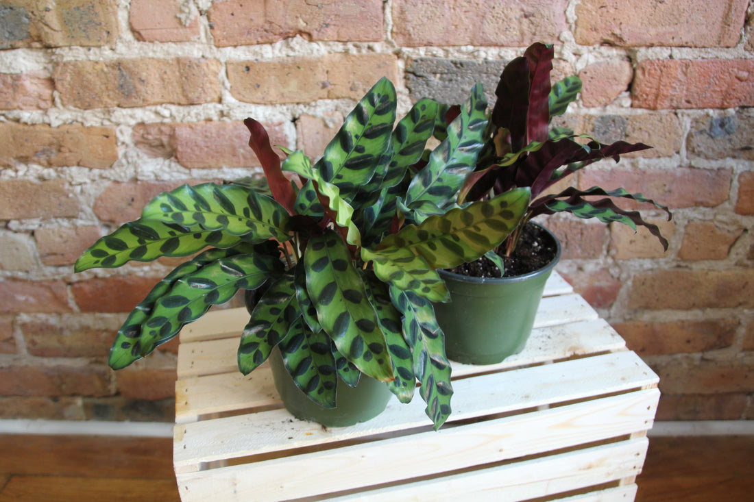 Calathea