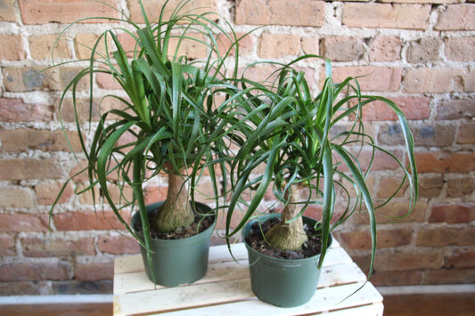 Ponytail Palm