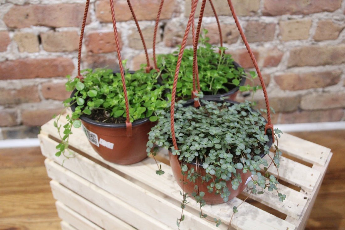 Pilea