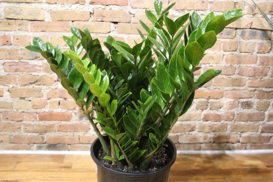 ZZ Plant