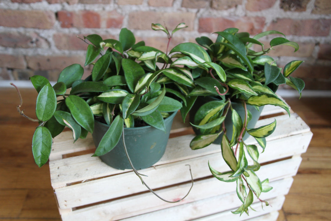 Hoya