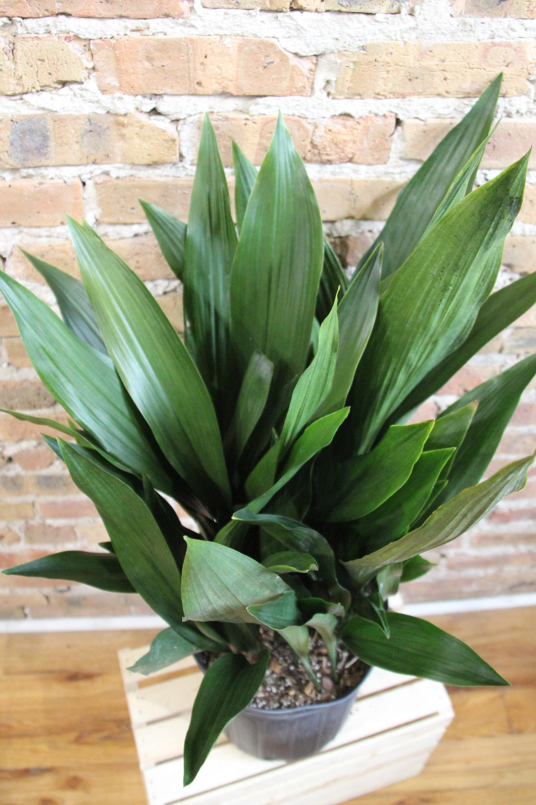Cast Iron Plant