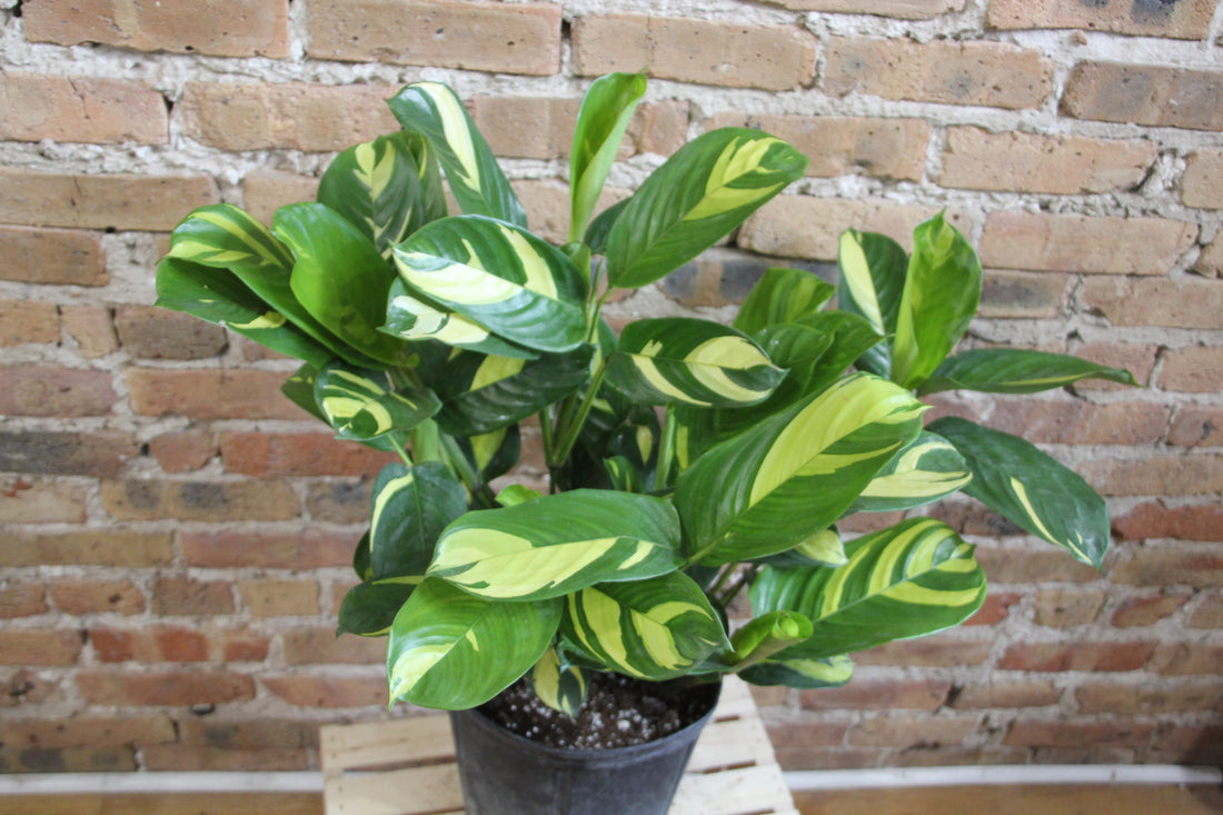 Ctenanthe