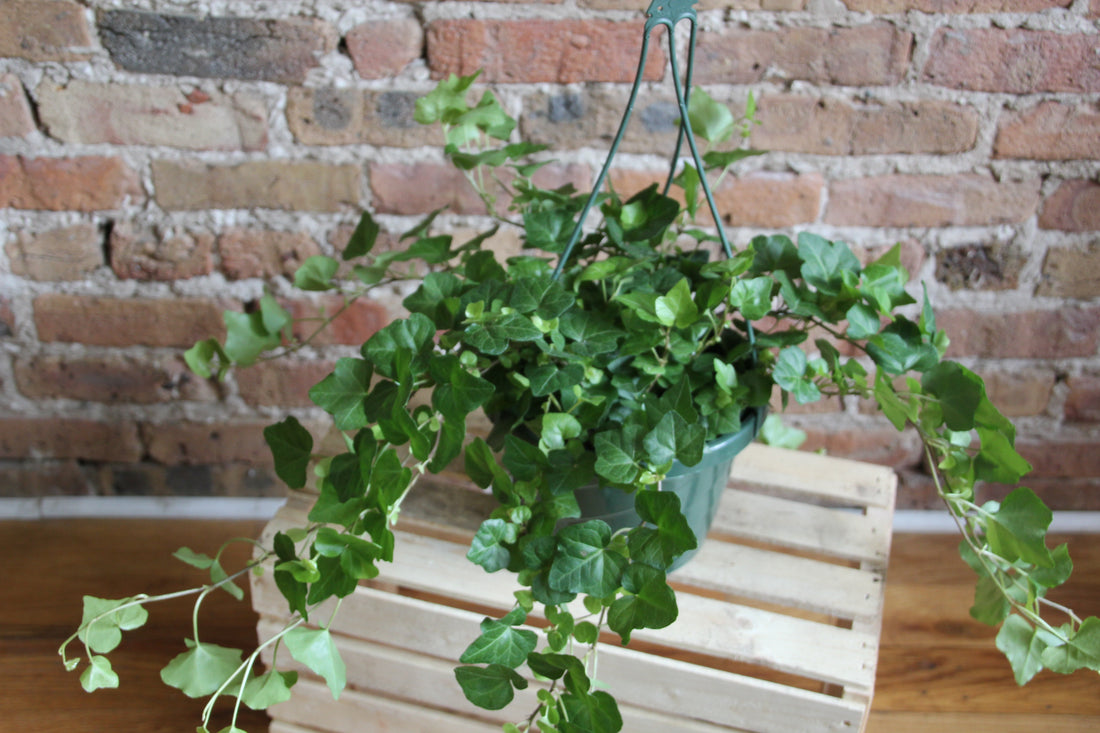 English Ivy