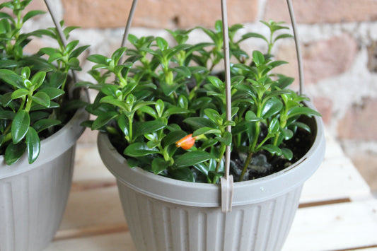 Goldfish Plant