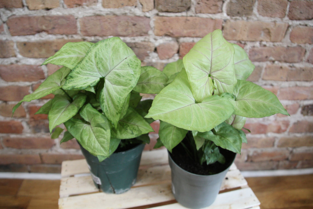 Syngonium