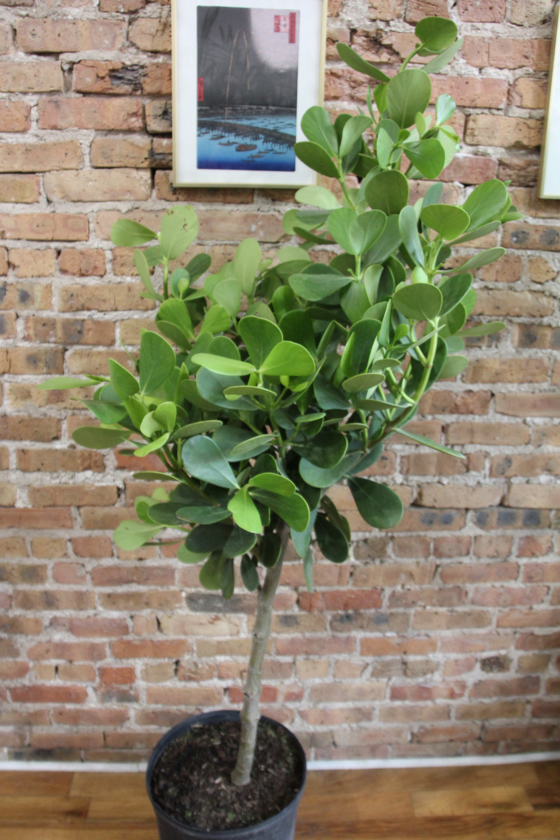 Clusia Plant
