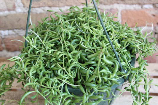 'String of' Succulent
