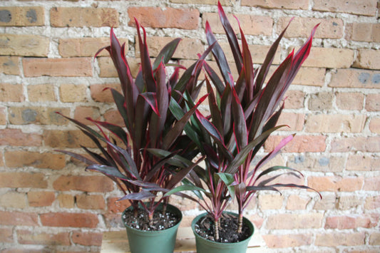 Cordyline