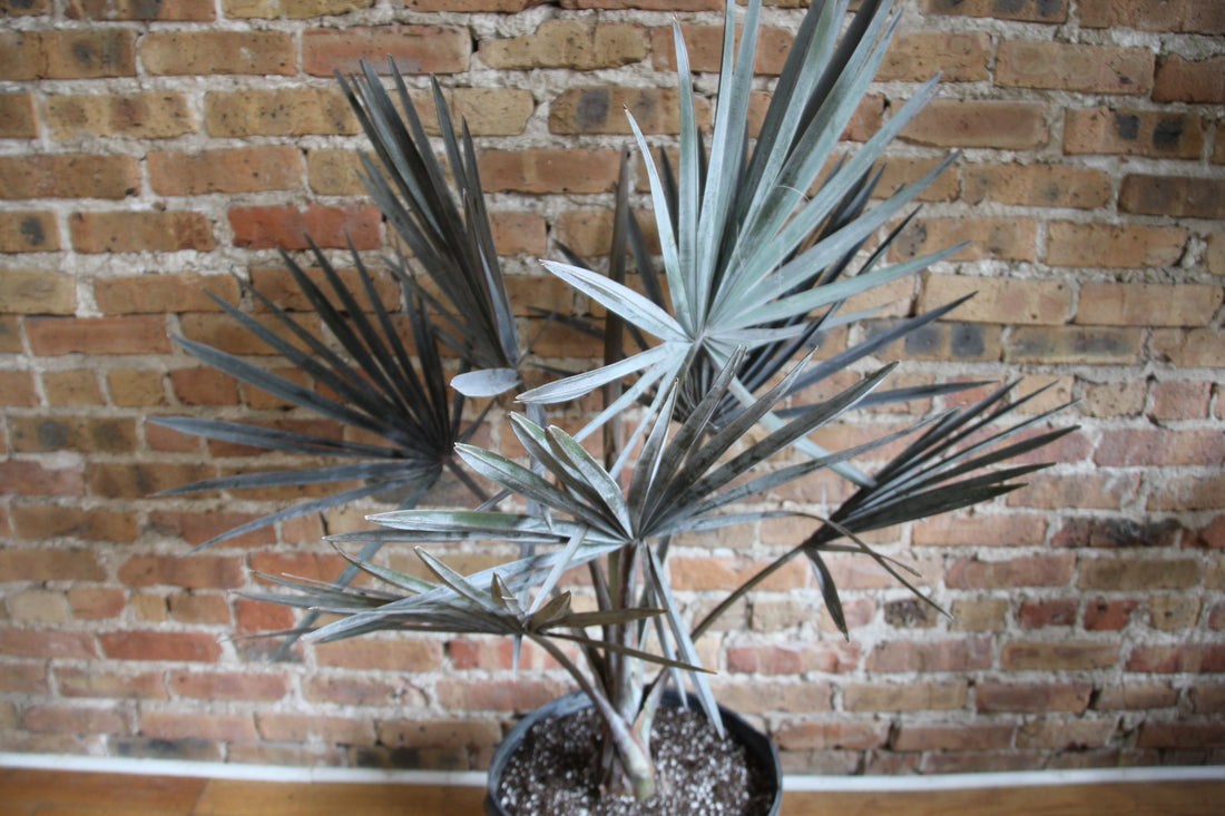 Bismarckia Palm