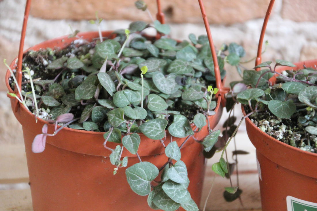 Ceropegia Woodii - String of Hearts