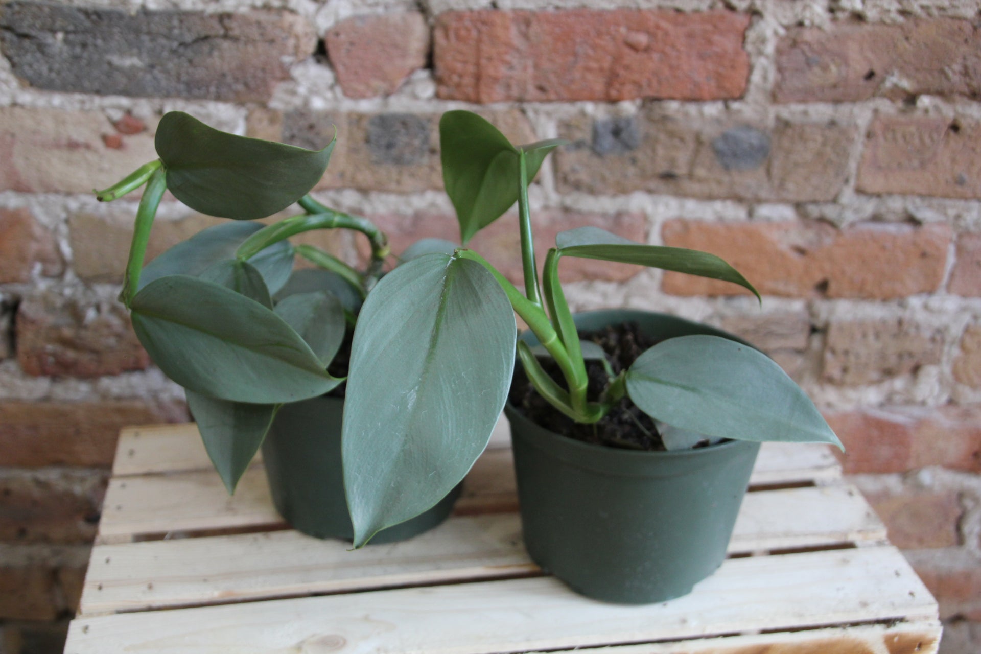 Philodendron Silver Sword  Chicago Plants
