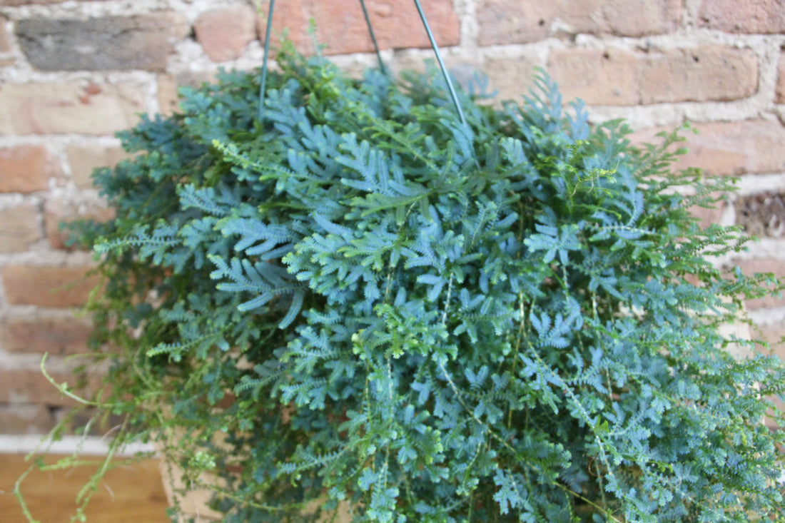 Peacock Fern - Rainbow Moss
