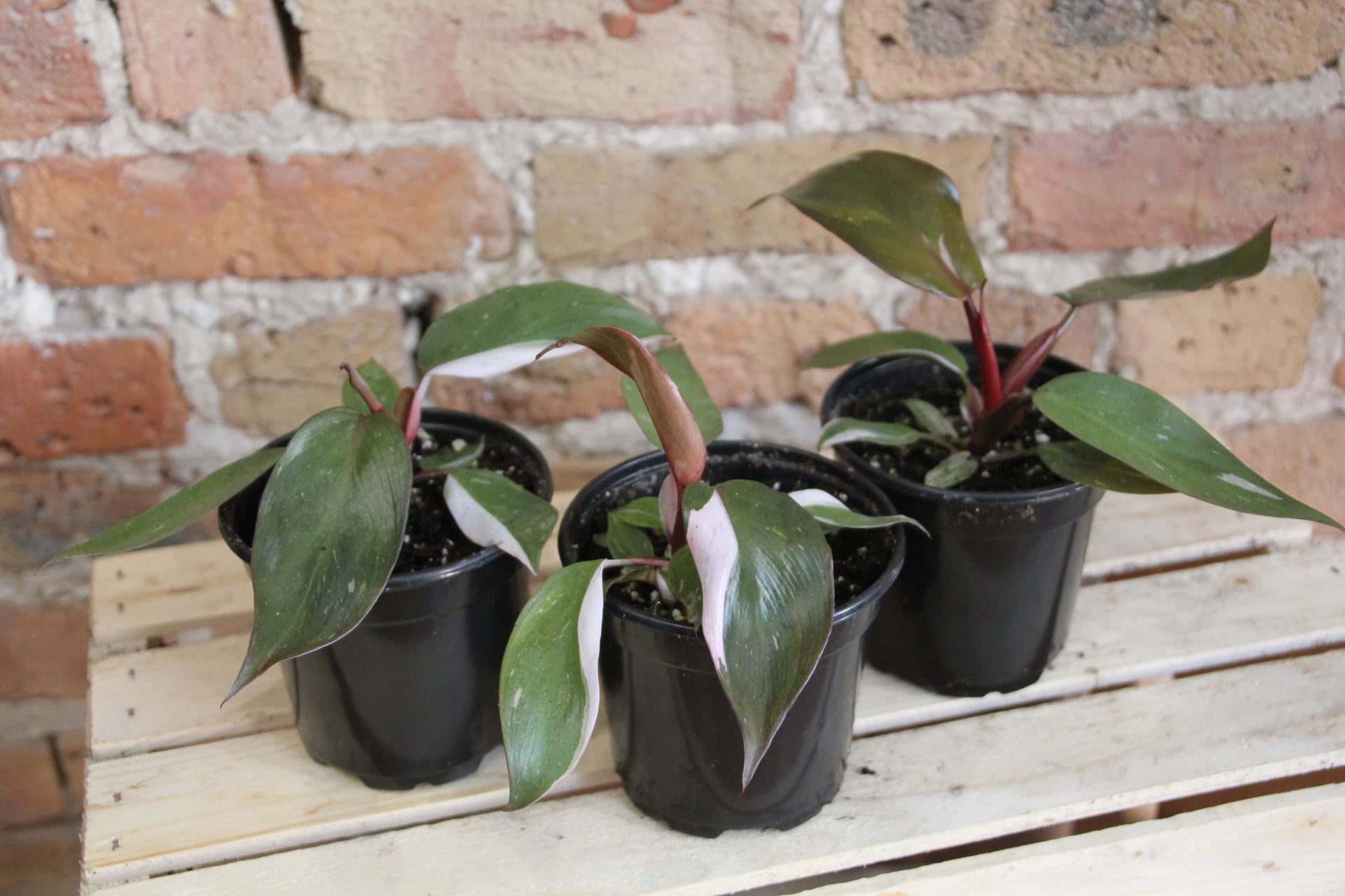 Philodendron Pink Princess  Chicago Plants