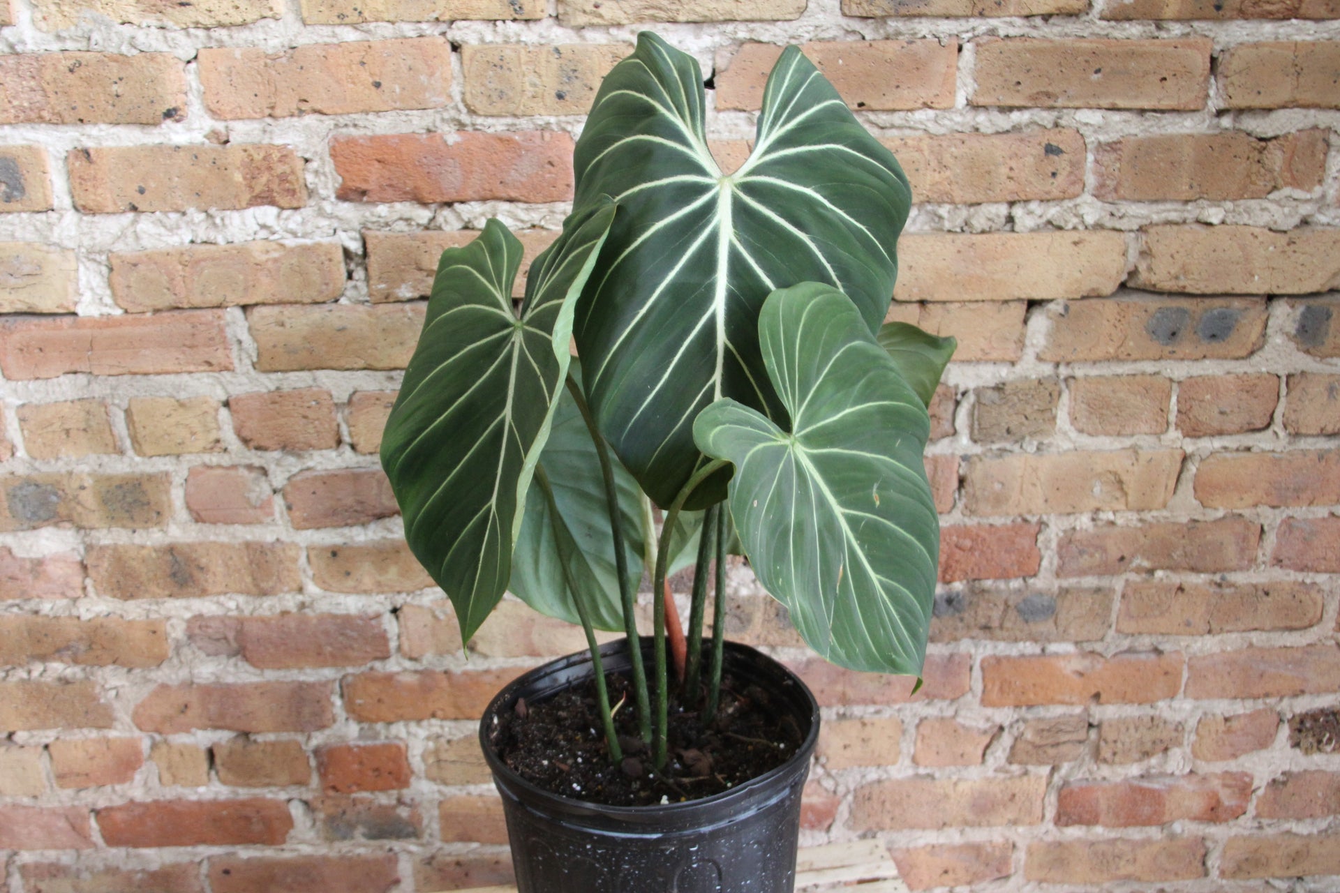 Philodendron Gloriosum  Chicago Plants