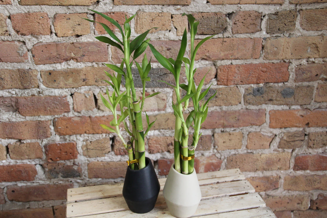 Lucky Bamboo