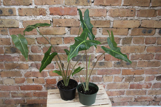 Alocasia Sarian