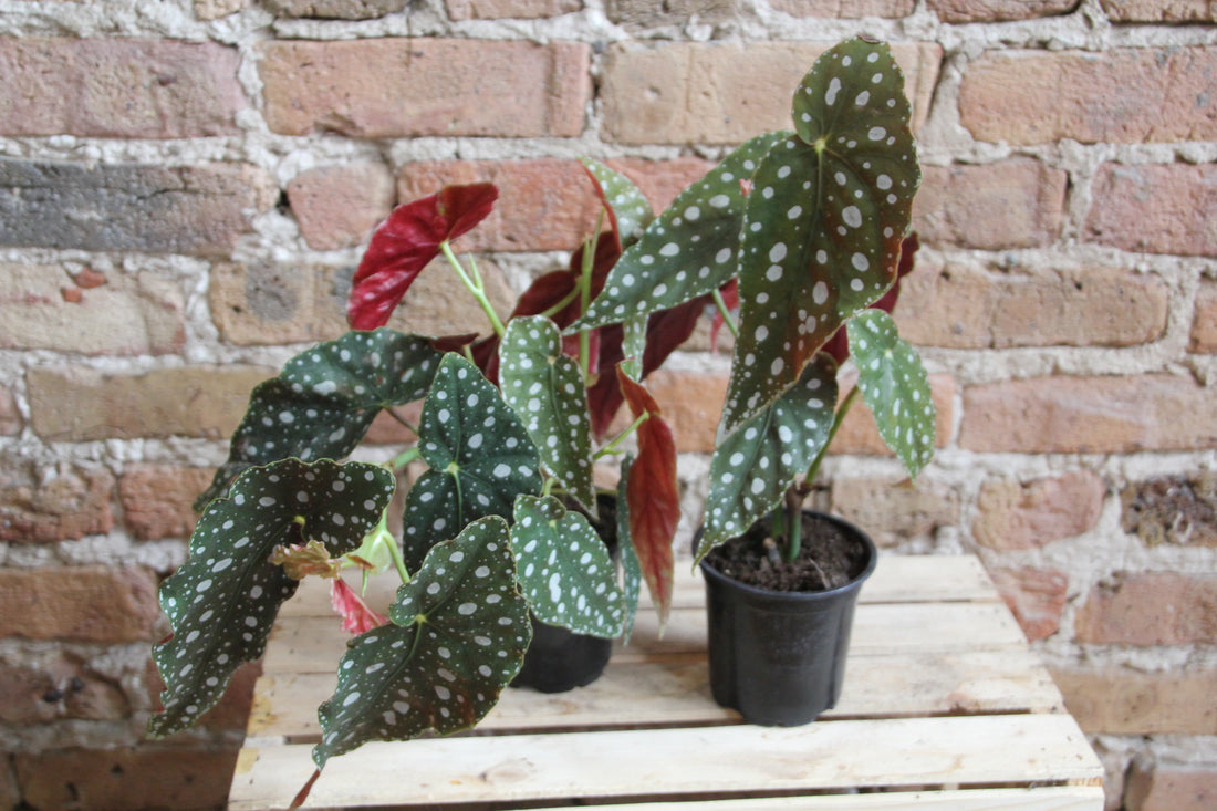 Begonia Angel Wing