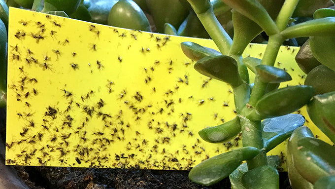 Pests & Prevention