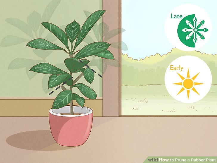 WikiHow Plant Care Articles