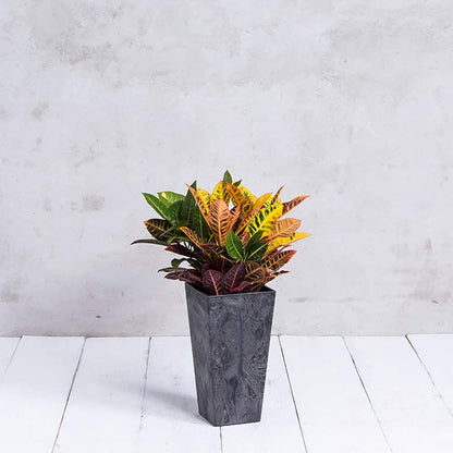 Ella Outdoor & Indoor Planter