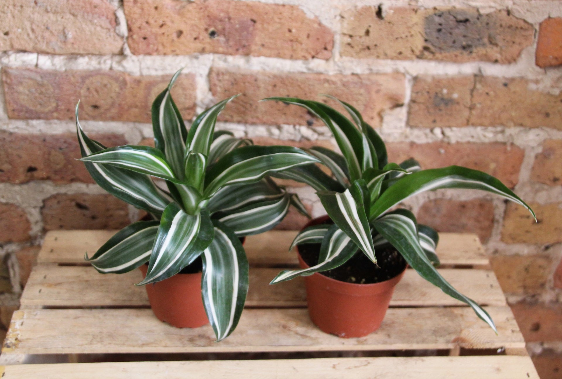 dracaena leucospermum Dracaena Warneckii – Chicago Plants