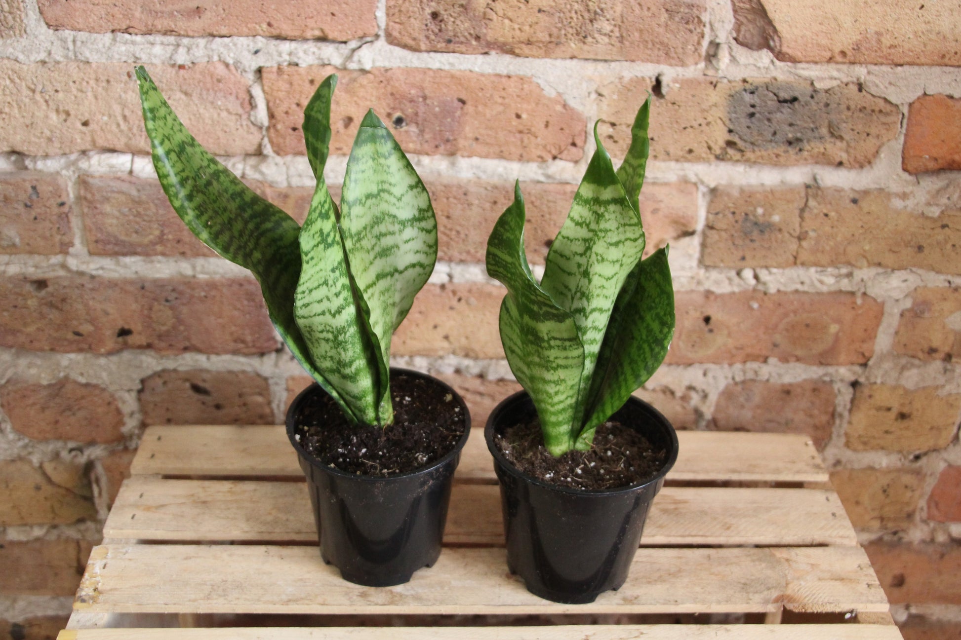 sansevieria anthracnose Sansevieria Zeylanica 'Wintergreen' – Chicago Plants