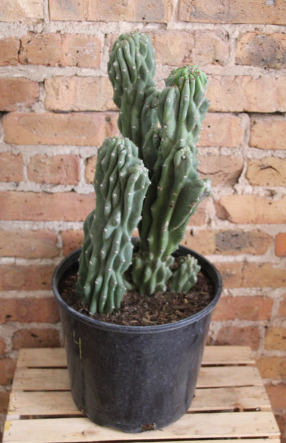 Monstrosa Cactus - Cereus Repandus