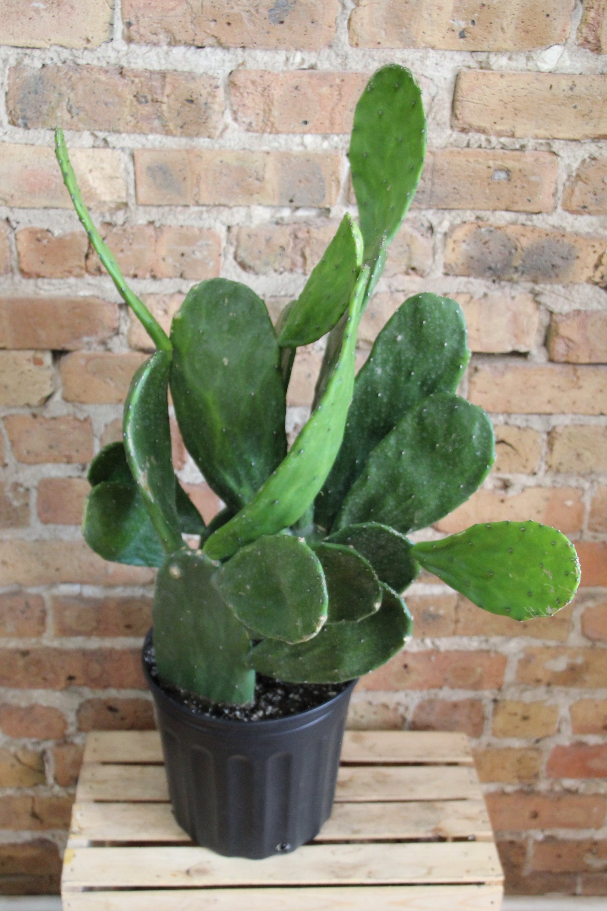prickly pear cactus for sale Opuntia 'Prickly Pear' Cactus – Chicago Plants
