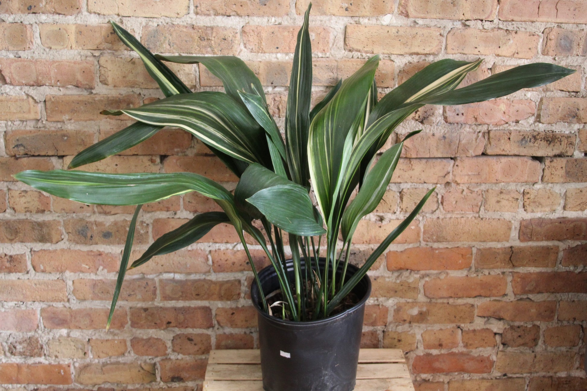 cast iron house plant Aspidistra 'Cast Iron Plant' – Chicago Plants