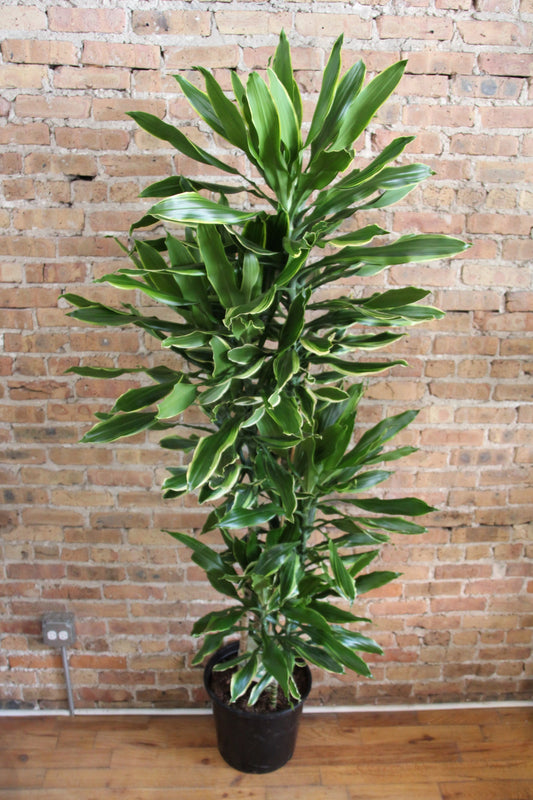 Dracaena Moonlight Cane