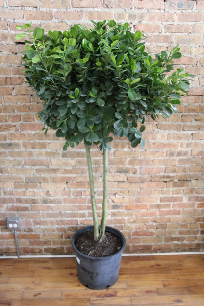 Ficus Moclame 'Danielle'