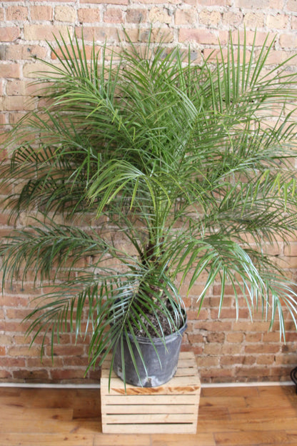 Robellini 'Pygmy Date' Palm