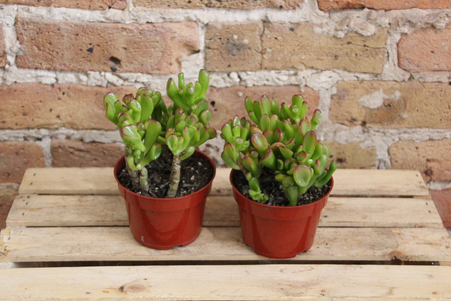 Crassula Ovata 'Jade Plant'