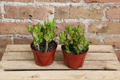 Crassula Ovata 'Jade Plant'