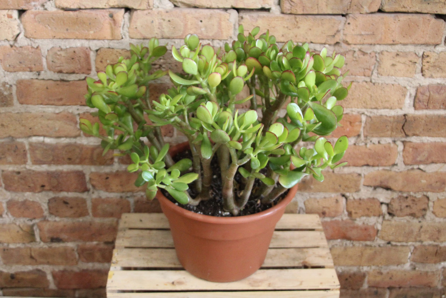 Crassula Ovata 'Jade Plant'