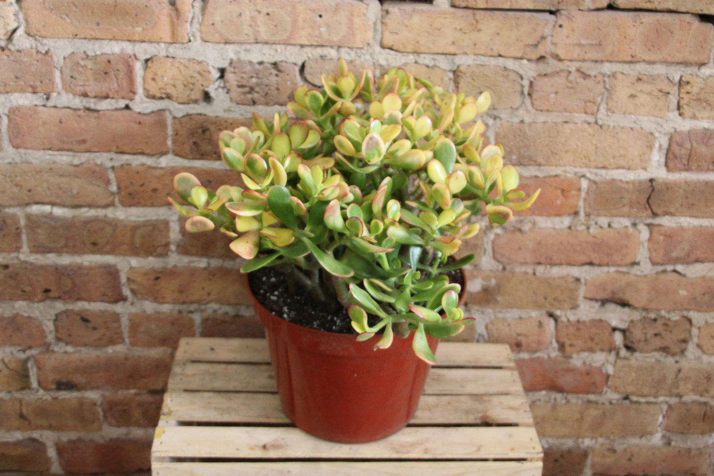Crassula Ovata 'Jade Plant'