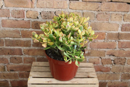 Crassula Ovata 'Jade Plant'
